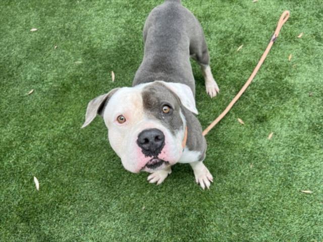 Shelter Stray Male Dog last seen , 1850 W 60th St, Los Angeles, CA 90047, USA