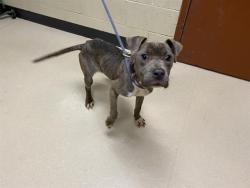 Shelter Stray Female Dog last seen Near BLOCK N 23RD ST, 3839 W Burnham St, West Milwaukee, WI 53215, USA