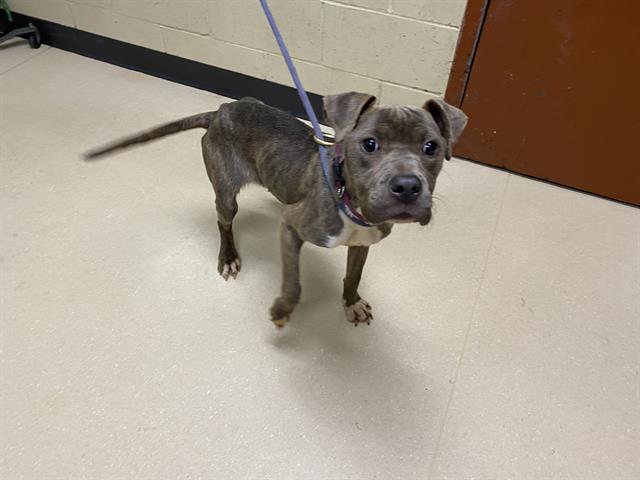 Shelter Stray Female Dog last seen Near BLOCK N 23RD ST, 3839 W Burnham St, West Milwaukee, WI 53215, USA