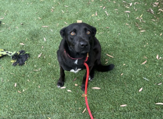 Shelter Stray Female Dog last seen , 1850 W 60th St, Los Angeles, CA 90047, USA
