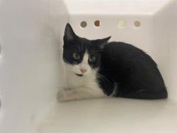 Shelter Stray Male Cat last seen Near BLOCK N 58TH ST, 3839 W Burnham St, West Milwaukee, WI 53215, USA