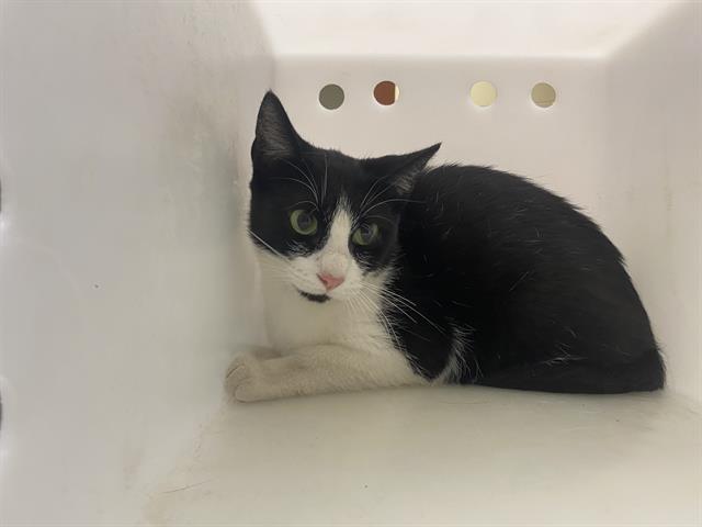Shelter Stray Male Cat last seen Near BLOCK N 58TH ST, 3839 W Burnham St, West Milwaukee, WI 53215, USA