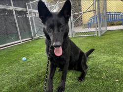Shelter Stray Female Dog last seen , 1850 W 60th St, Los Angeles, CA 90047, USA