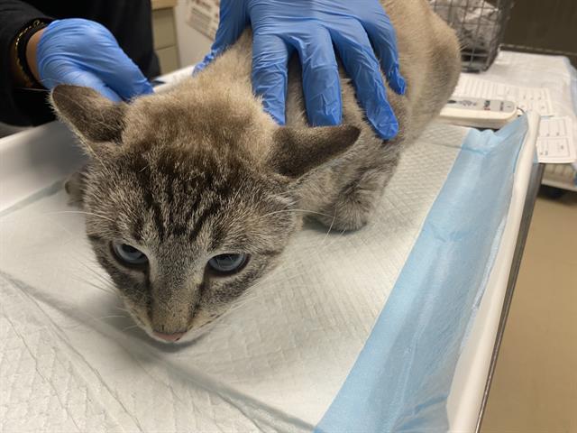 Shelter Stray Male Cat last seen Near BLOCK W GLENDALE AVE, 3839 W Burnham St, West Milwaukee, WI 53215, USA