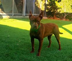 Shelter Stray Female Dog last seen , 1850 W 60th St, Los Angeles, CA 90047, USA