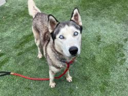 Shelter Stray Male Dog last seen , 1850 W 60th St, Los Angeles, CA 90047, USA