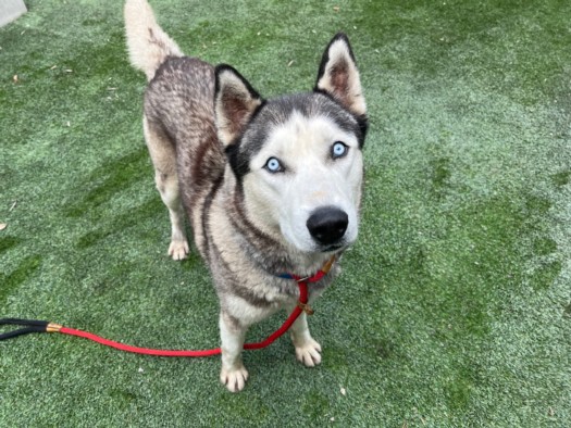 Shelter Stray Male Dog last seen , 1850 W 60th St, Los Angeles, CA 90047, USA