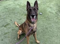 Shelter Stray Male Dog last seen , 1850 W 60th St, Los Angeles, CA 90047, USA
