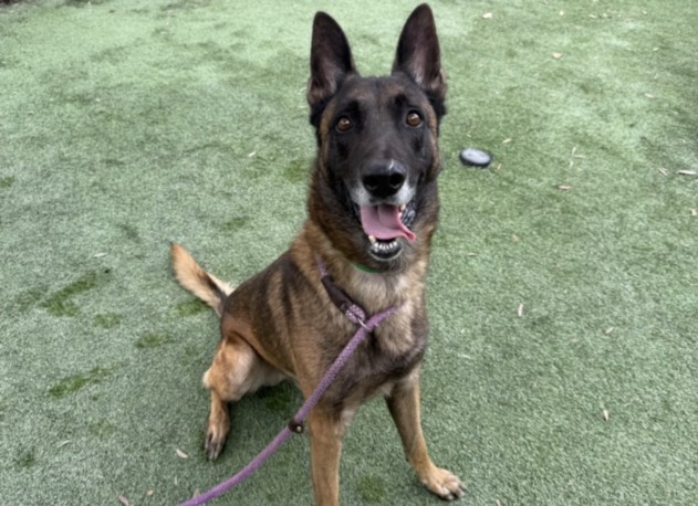 Shelter Stray Male Dog last seen , 1850 W 60th St, Los Angeles, CA 90047, USA