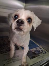 Shelter Stray Male Dog last seen , 1850 W 60th St, Los Angeles, CA 90047, USA