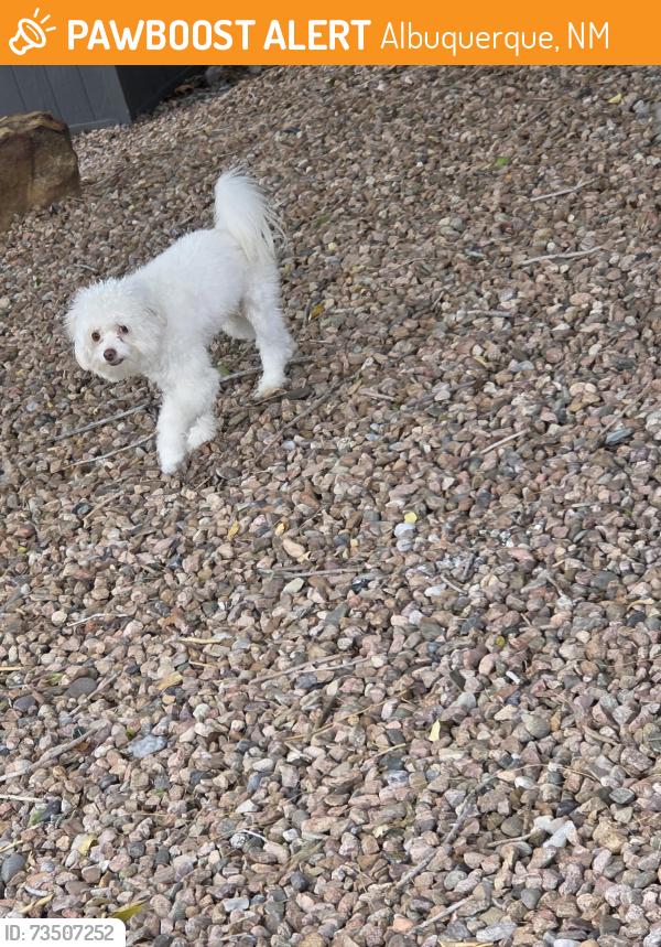 Found/Stray Unknown Dog last seen At Eubank and Spain, Albuquerque, NM 87111