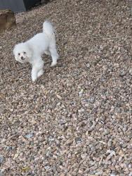 Found/Stray Unknown Dog last seen At Eubank and Spain, Albuquerque, NM 87111