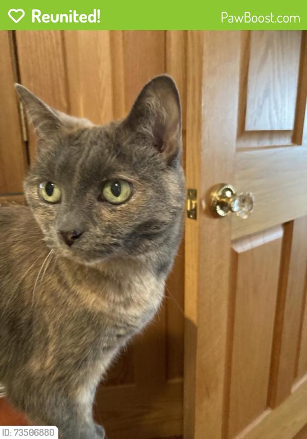 Reunited Female Cat last seen E 10th St & N Audubon Rd, Indianapolis, IN 46219, USA, Indianapolis, IN 46219
