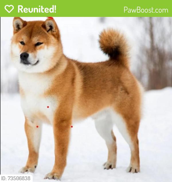 Reunited Male Dog last seen Eagle Creek Ct and Pine, Raleigh, NC 27606