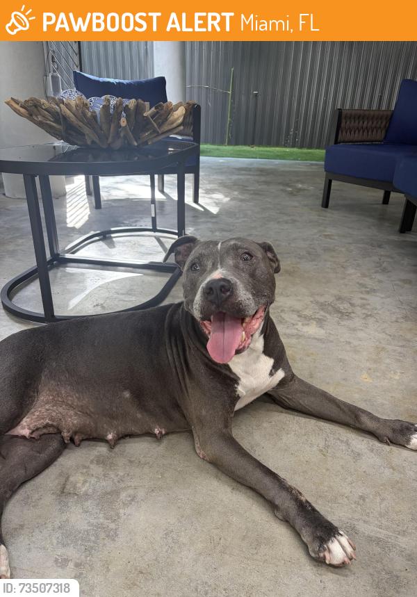 Found/Stray Female Dog last seen Kendall, Miami, FL 33131