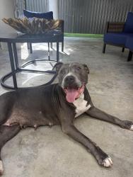 Found/Stray Female Dog last seen Kendall, Miami, FL 33131