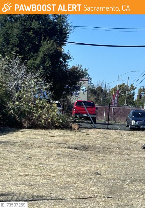Found/Stray Unknown Dog last seen In the fenced area across from Choice gas station, Sacramento, CA 95820