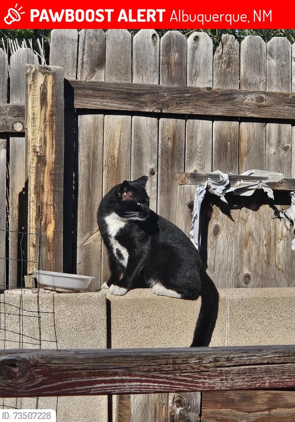 Lost Male Cat last seen Shoshone Road and Altez n.e 87111, Albuquerque, NM 87111