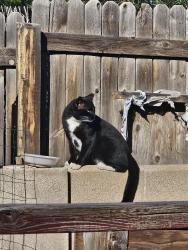 Lost Male Cat last seen Shoshone Road and Altez n.e 87111, Albuquerque, NM 87111