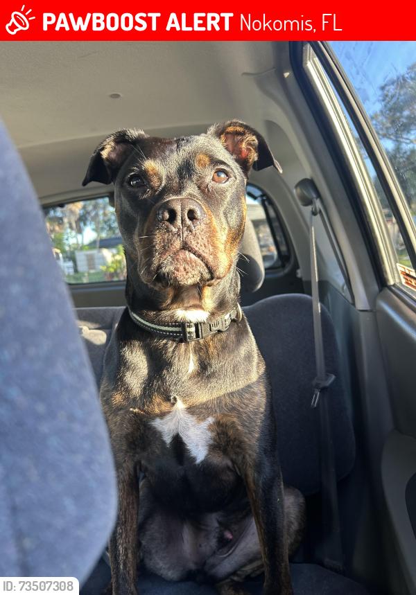 Lost Male Dog last seen Florence and colonia, Nokomis, FL 34275