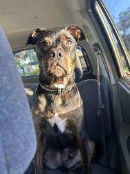 Lost Male Dog last seen Florence and colonia, Nokomis, FL 34275