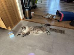 Lost Male Cat last seen SE 2nd and SE Evelyn Ave, Gresham, OR 97080