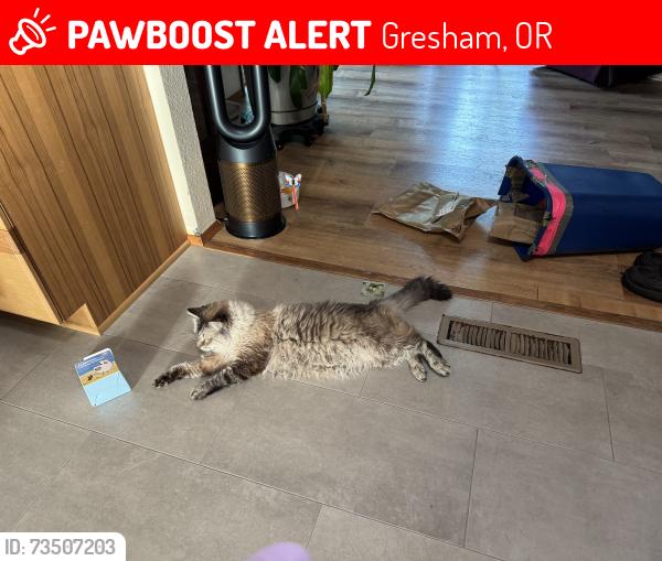 Lost Male Cat last seen SE 2nd and SE Evelyn Ave, Gresham, OR 97080