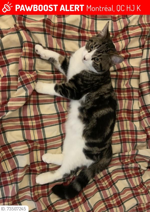 Lost Male Cat last seen De La Roche & Saint-Joseph, Montréal, QC H2J 3K1