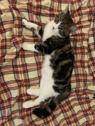 Lost Male Cat last seen De La Roche & Saint-Joseph, Montréal, QC H2J 3K1