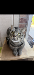 Lost Male Cat last seen hibiscus+ magnolia, neighborhood between Jefferson and Tropical, Merritt Island, FL 32952