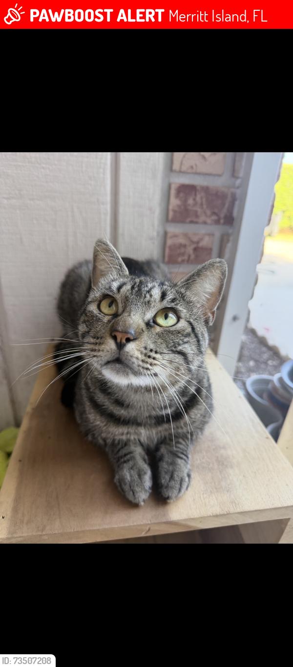 Lost Male Cat last seen hibiscus+ magnolia, neighborhood between Jefferson and Tropical, Merritt Island, FL 32952