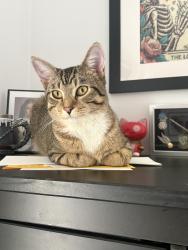 Found/Stray Male Cat last seen Parkview, Hampton, Winnipeg, MB R3J 1R5
