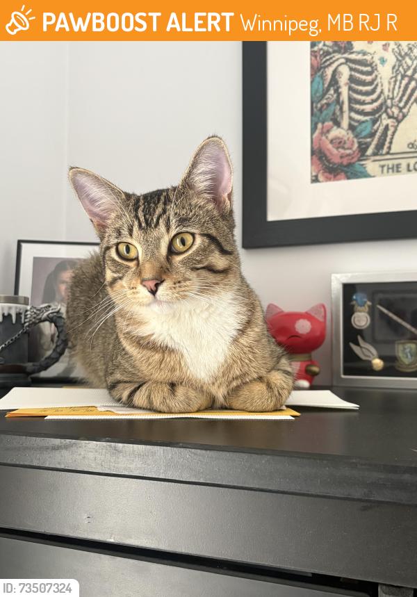 Found/Stray Male Cat last seen Parkview, Hampton, Winnipeg, MB R3J 1R5