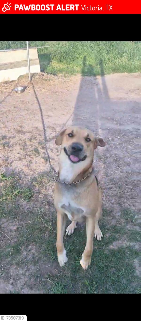 Lost Male Dog last seen Oak Hill intersection, Victoria, TX 77905