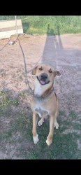 Lost Male Dog last seen Oak Hill intersection, Victoria, TX 77905