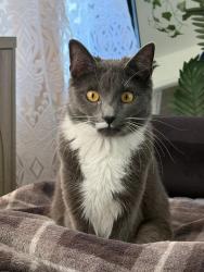 Reunited Female Cat last seen Borbas Pharmacy, Brooklyn, NY 11214
