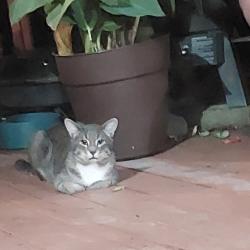 Found/Stray Unknown Cat last seen Westdale Ave, between 168th & 162, Cleveland, OH 44135