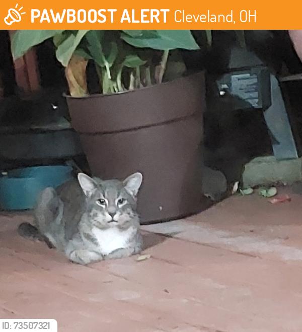 Found/Stray Unknown Cat last seen Westdale Ave, between 168th & 162, Cleveland, OH 44135