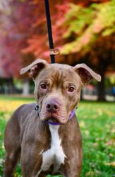 Shelter Stray Female Dog last seen Near N 25th Ave, City of Yakima,, 2405 W Birchfield Rd, Yakima, WA 98901, USA