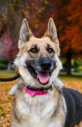 Shelter Stray Female Dog last seen Yakima Valley Hwy, Yakima County, WA, 2405 W Birchfield Rd, Yakima, WA 98901, USA