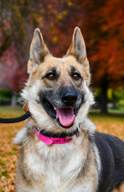 Shelter Stray Female Dog last seen Yakima Valley Hwy, Yakima County, WA, 2405 W Birchfield Rd, Yakima, WA 98901, USA