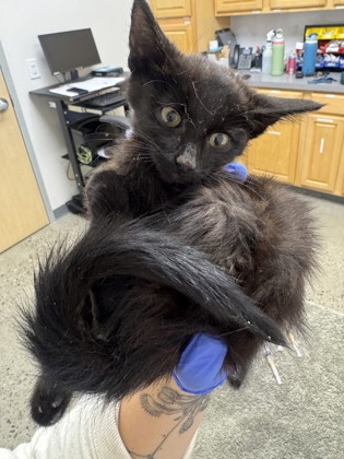 Shelter Stray Unknown Cat last seen Thornberg Way and Solsberry Way, Rancho Cordova, CA, 6201 Florin Perkins Rd, Sacramento, CA 95828, USA