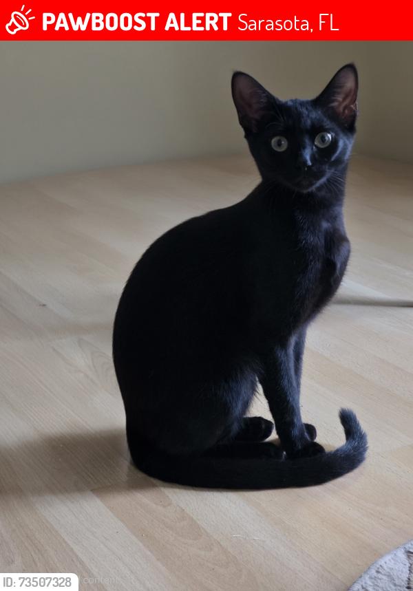 Lost Male Cat last seen Beneva rd/ webber st, Sarasota, FL 34239