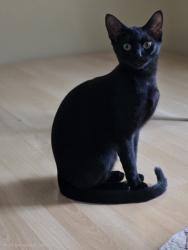 Lost Male Cat last seen Beneva rd/ webber st, Sarasota, FL 34239