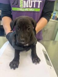 Shelter Stray Male Dog last seen Near E Cotton, Longview, City of, TX, 303 H G Mosley Pkwy, Longview, TX 75604, USA