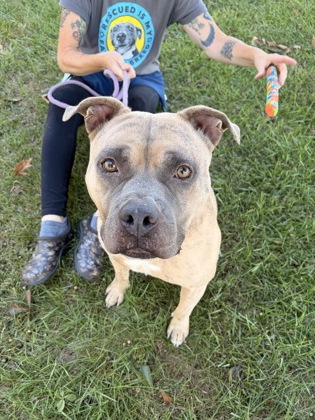 Shelter Stray Male Dog last seen , , GA, 3280 Chamblee Dunwoody Rd, Chamblee, GA 30341, USA
