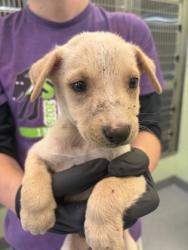 Shelter Stray Male Dog last seen Near E Cotton, Longview, City of, TX, 303 H G Mosley Pkwy, Longview, TX 75604, USA
