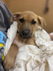 Shelter Stray Male Dog last seen N Jamestown Rd, Decatur, GA 30033, 30033, GA, 3280 Chamblee Dunwoody Rd, Chamblee, GA 30341, USA