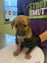 Shelter Stray Female Dog last seen Near E Cotton, Longview, City of, TX, 303 H G Mosley Pkwy, Longview, TX 75604, USA