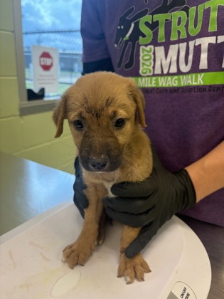 Shelter Stray Female Dog last seen Near E Cotton, Longview, City of, TX, 303 H G Mosley Pkwy, Longview, TX 75604, USA